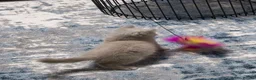 British Shorthair cats for sale: Beautiful chunky bsh lilac kitten NEED REHOMING in Birmingham - Advert 5