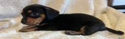 Chihuahua dogs for sale: Chihuahua X Miniature Dashund - Advert 16