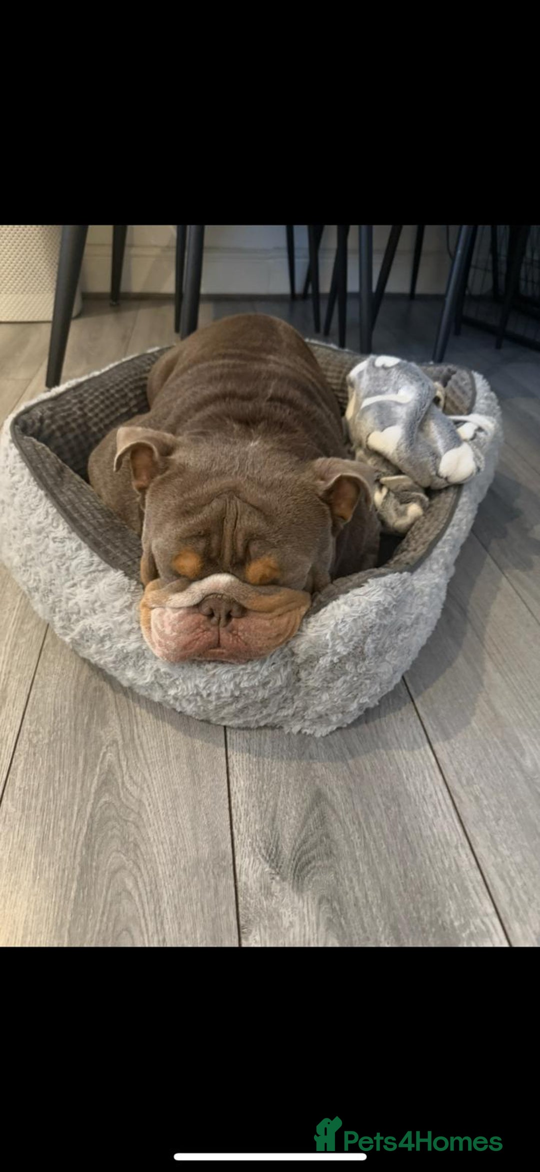 English Bulldog dogs for sale: Beautiful English Bulldog looking for a new home  - Image 3
