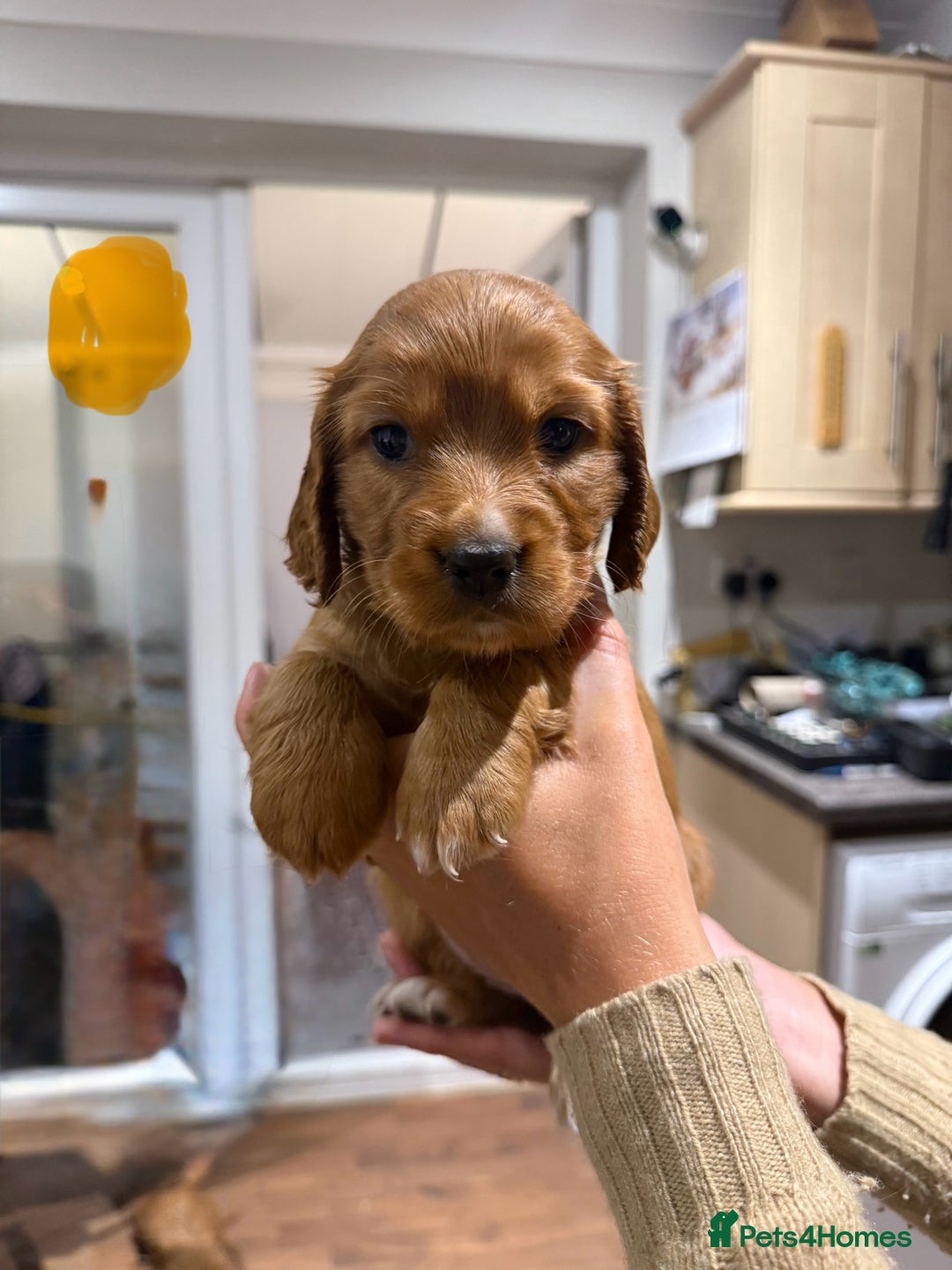 Cocker Spaniel dogs for sale: Gorgeous litter of cocker spaniel pups - Advert 9