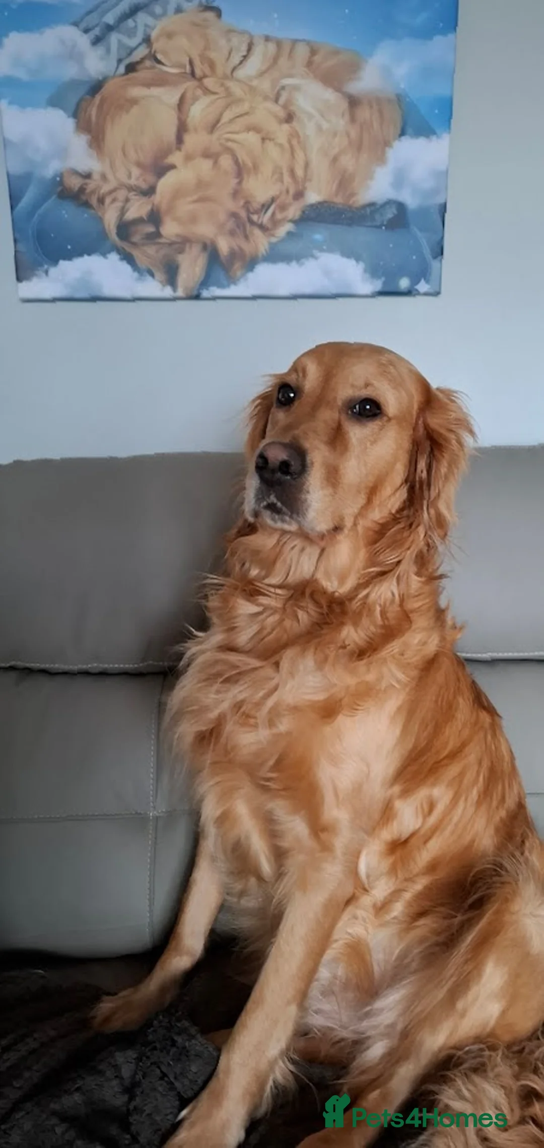 Golden Retriever dogs for sale: Golden Retriever puppies - Advert 1