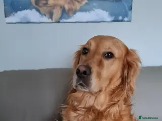 Golden Retriever dogs Golden Retriever puppies - Advert 1