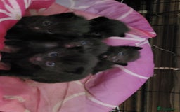 Mixed Breed cats for sale: All black kittens for sale - Image 5