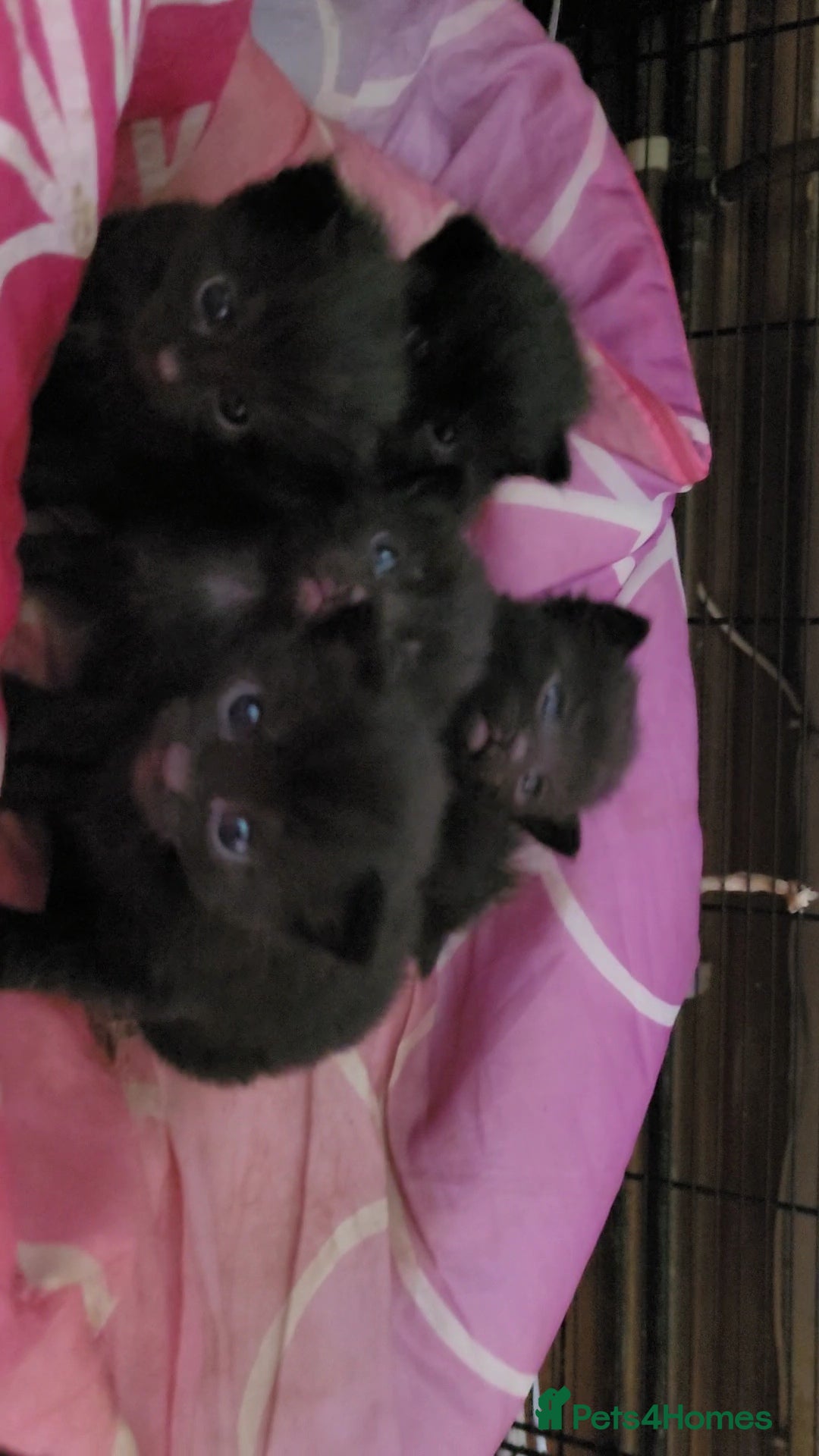 Mixed Breed cats for sale: All black kittens for sale - Image 5
