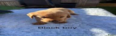 Black boy