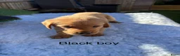 Labrador Retriever dogs for sale: Labrador puppies - Advert 4