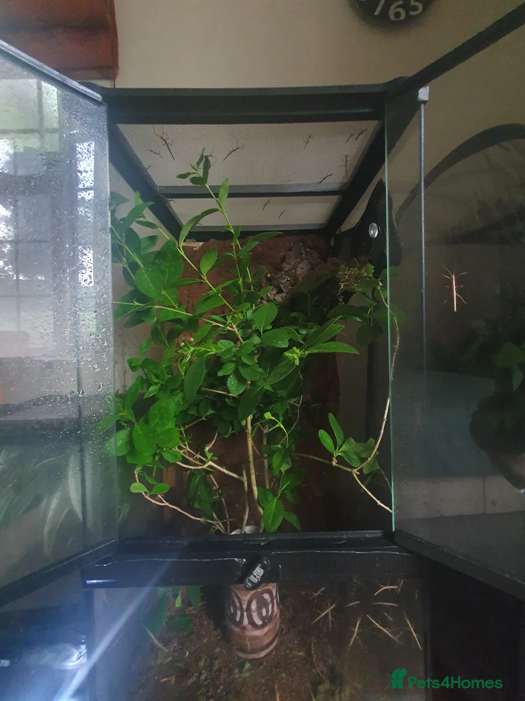 Stick Insects invertebrates for sale: Indian Stick Insect nmphs for sale  - Advert 2