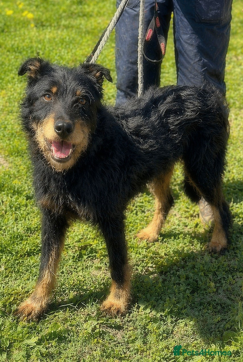 Mixed Breed dogs 🐾 Finley – Smart Scruffy Boy Ready to Belong ❤️ - Advert 1