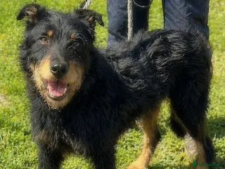 Mixed Breed dogs 🐾 Finley – Smart Scruffy Boy Ready to Belong ❤️ - Advert 4