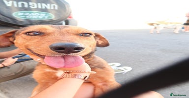 Mixed Breed dogs - Advert 2