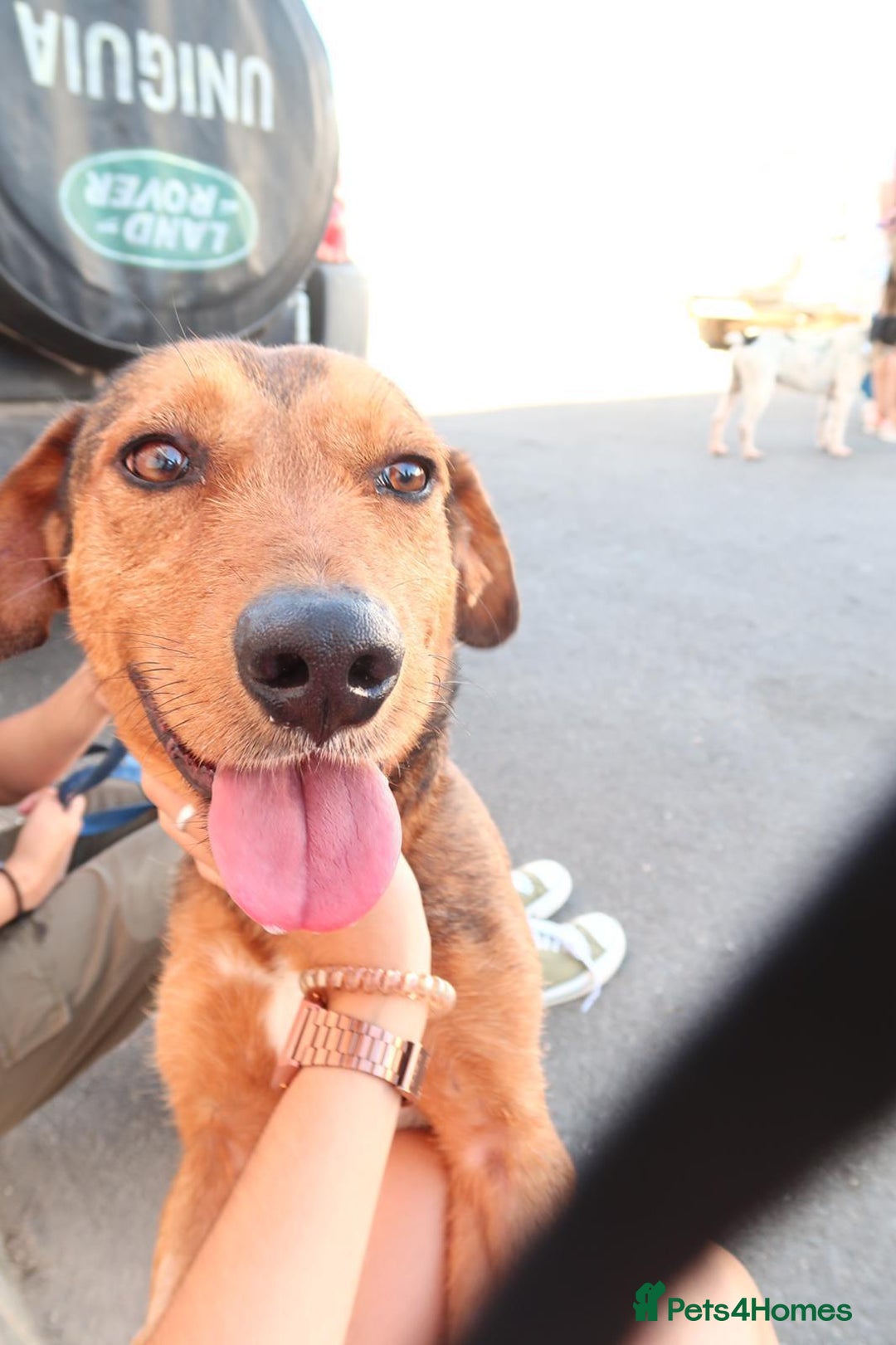 Mixed Breed dogs for adoption: Tiny Tupac - Image 3