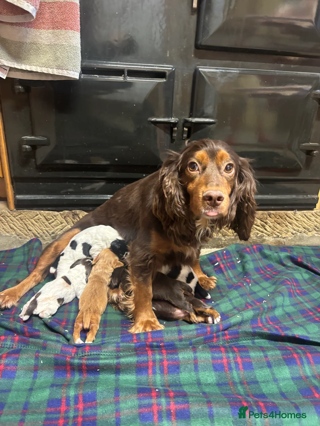 Cocker Spaniel dogs for sale: Stunning Cocker Spaniel Puppies  - Advert 19