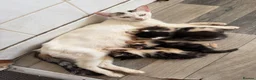 Mixed Breed cats for sale:  Six Fluffy kittens - Advert 3