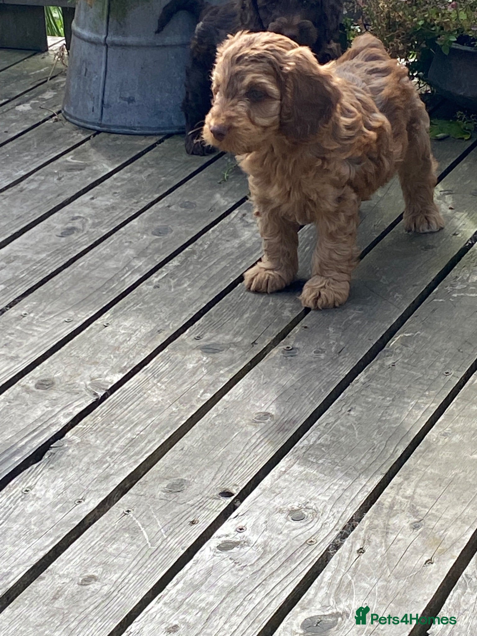 Cockapoo dogs Stunning cockapoo puppies  - Advert 17