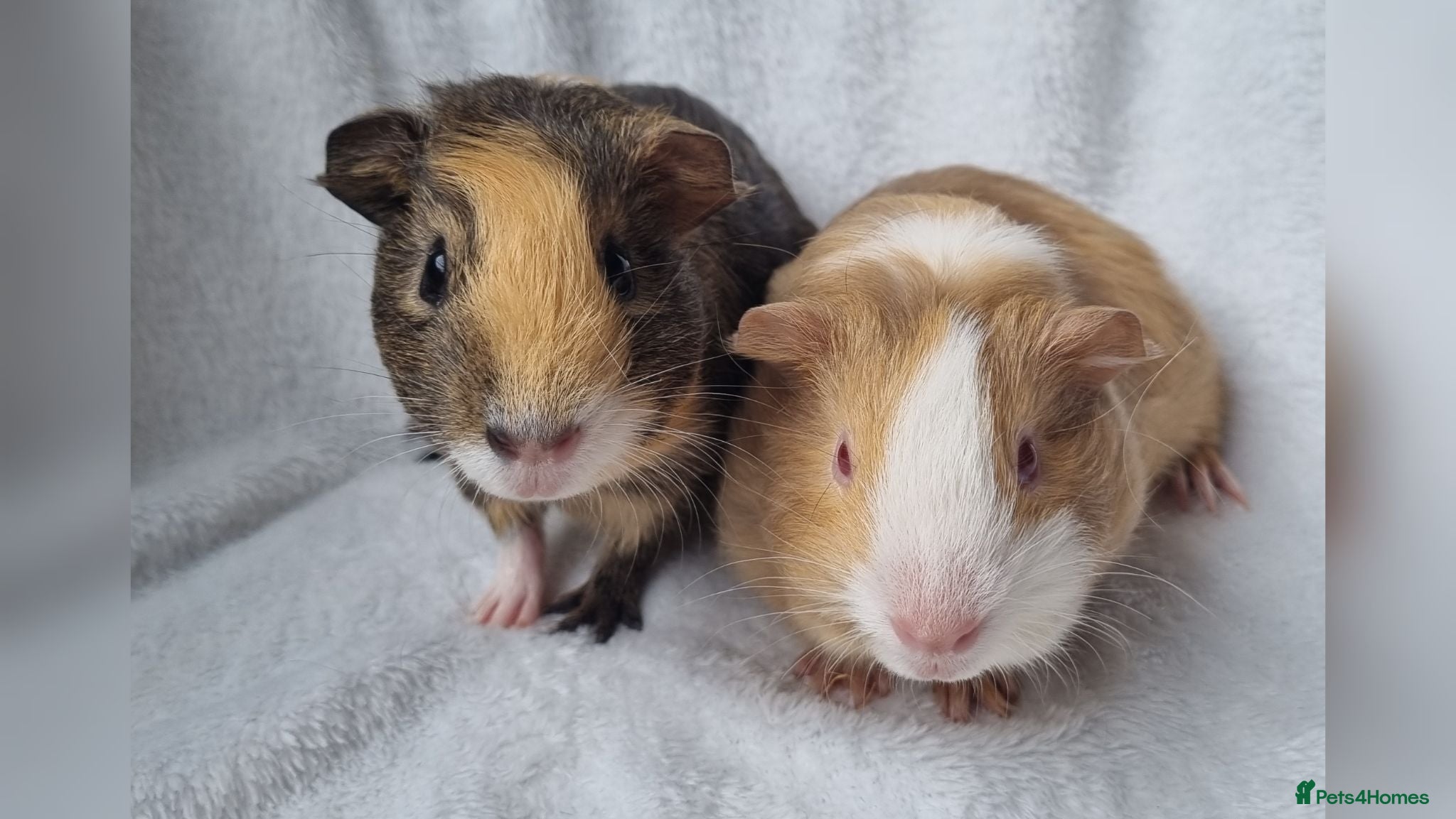Guinea Pig rodents Adorable baby guineas - Advert 1