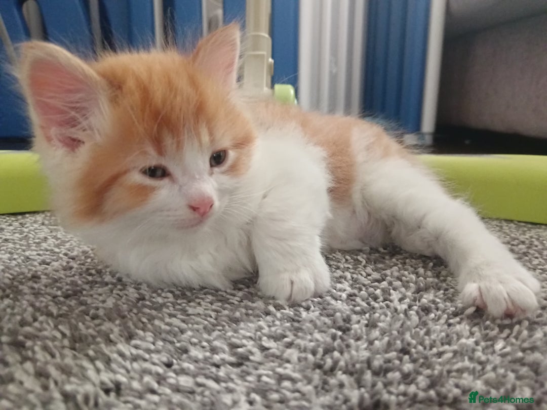 Norwegian Forest Cat cats for sale: Norwegian forest x in Basingstoke - Image 18