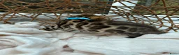 Bengal cats for sale: ❤️ Gorgeous Pure Bengal Babies! ❤️ - Advert 21