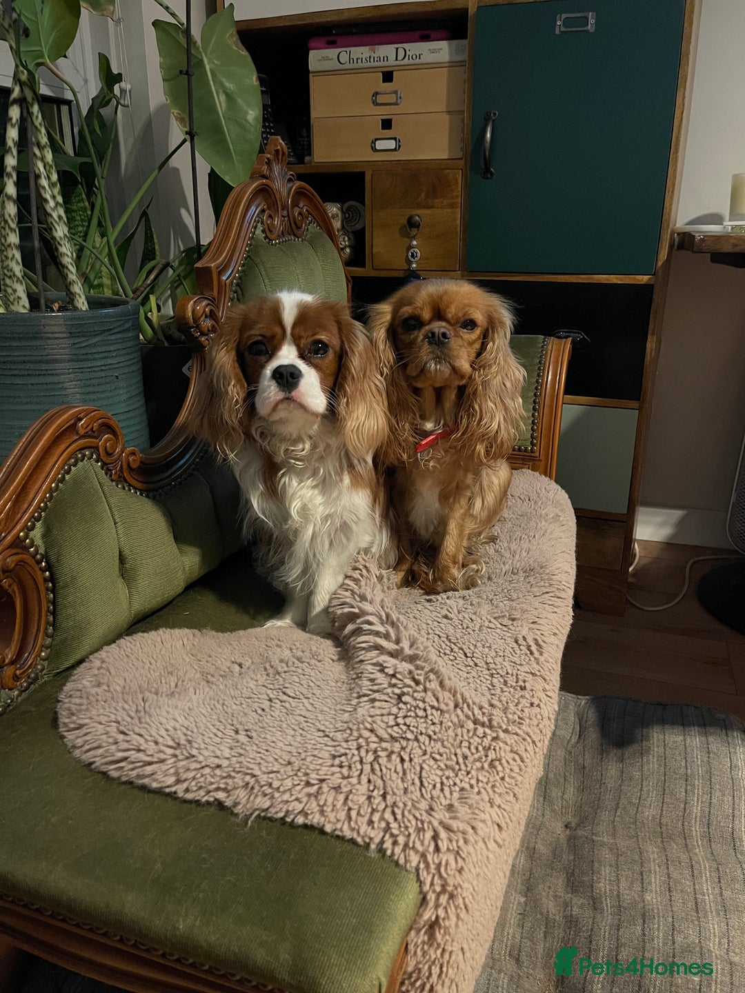 Cavalier King Charles Spaniel dogs for sale: Gorgeous boy 👑true King Charles👑 Cavalier - Image 2