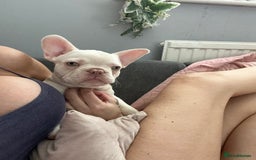 French Bulldog dogs for sale: 2 French bulldog pups.  1 boy & 1 girl.  - Image 22