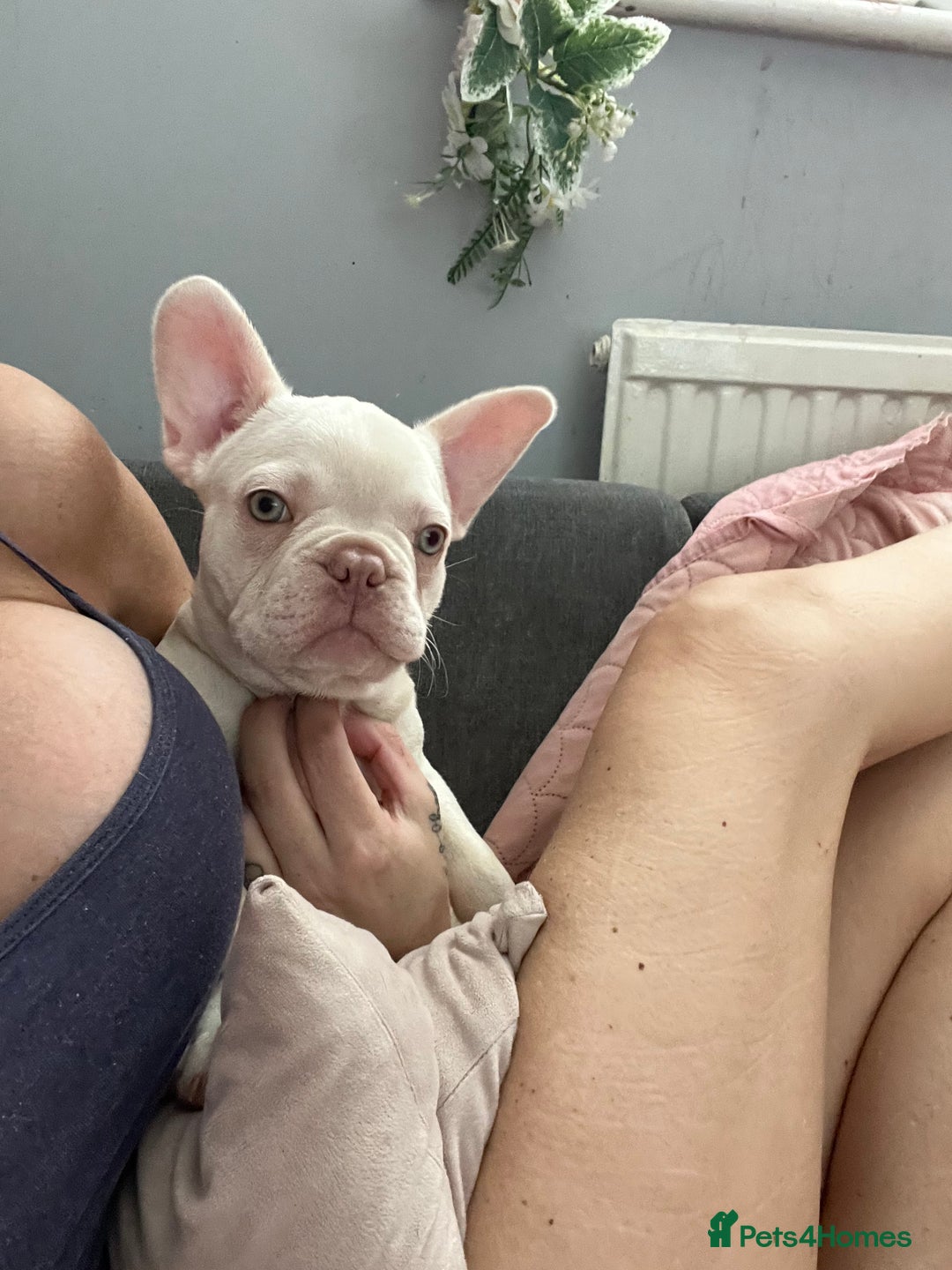 French Bulldog dogs for sale: 2 French bulldog pups.  1 boy & 1 girl.  - Image 22