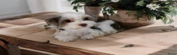 Yorkshire Terrier dogs for stud: Stud! Rare Yorkshire Terrier Biro🐶🐻 - Advert 2