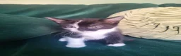 British Shorthair cats for sale: gorgeous kittens for sale Liverpool  in Prescot - Advert 6