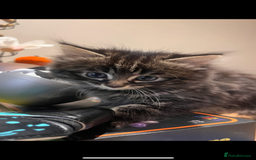 Mixed Breed cats for sale: Girl kitten ready to find forever home - Image 3