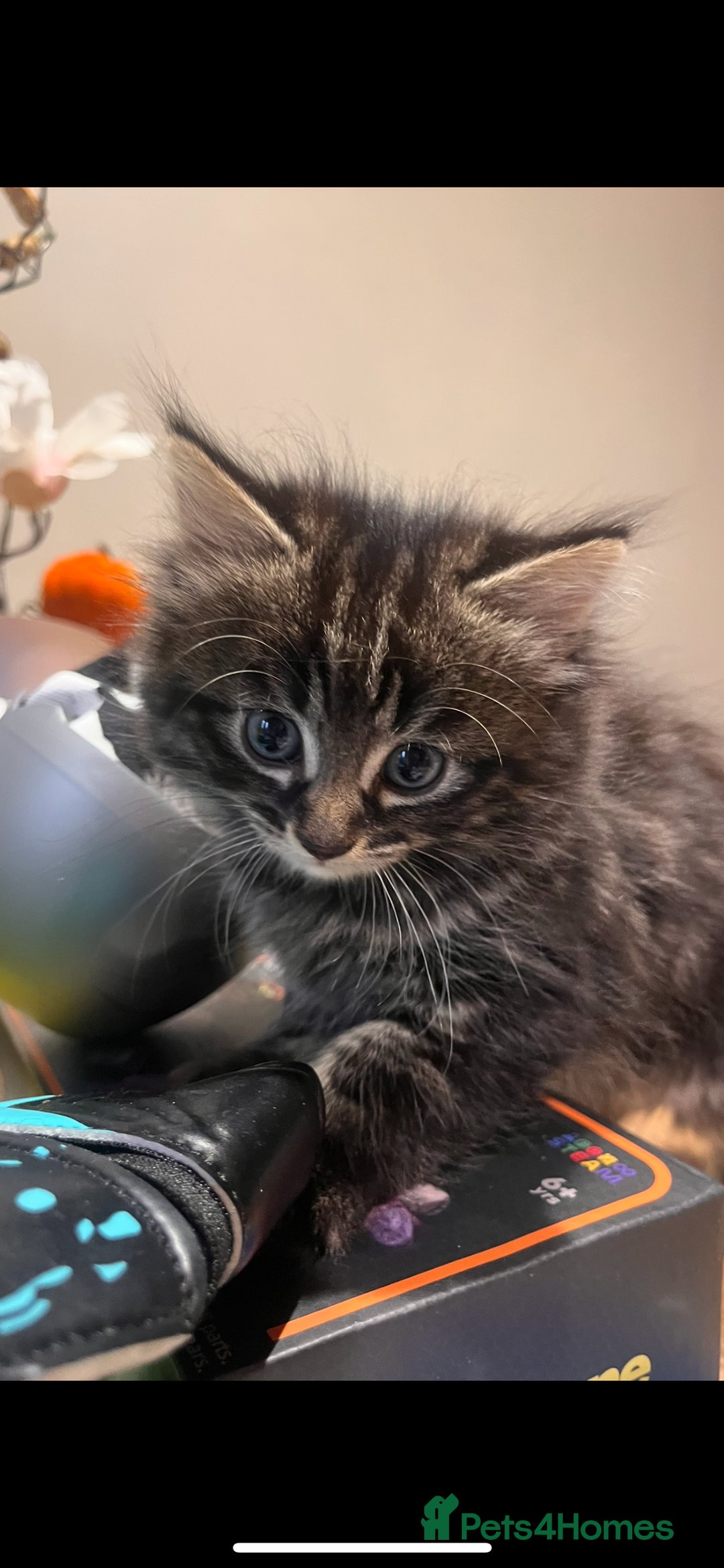 Mixed Breed cats for sale: Girl kitten ready to find forever home - Image 3