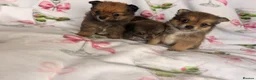 Pomchi dogs for sale: Pomchi - Advert 19