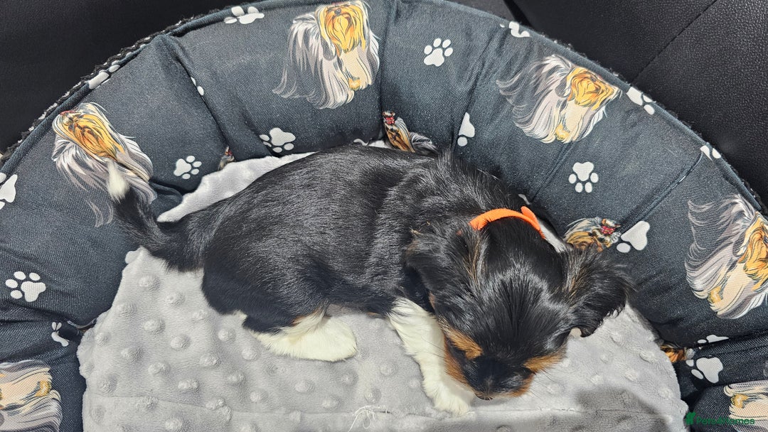 Yorkshire Terrier dogs for sale: 2 boys and 2 girls yorkshire terrier  - Advert 7