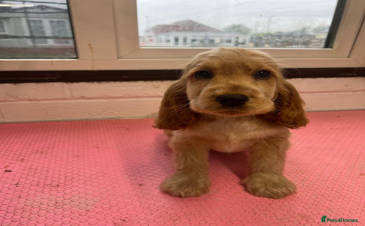 Cocker Spaniel dogs - Advert 19
