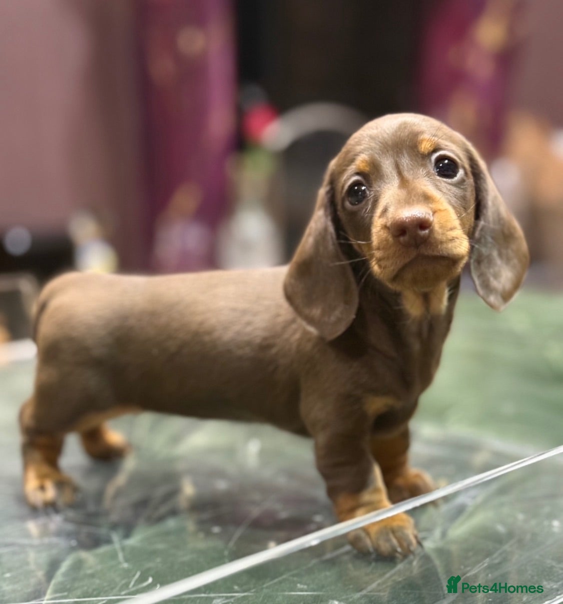 Miniature Dachshund dogs Superb Quality Babies Ready Now - Advert 1