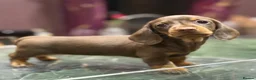 Miniature Dachshund dogs for sale: Superb Quality babies in Sleaford - Advert 9
