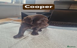 Labradoodle dogs for sale: Chocolate Merle Labradoodle+Australian Labradoodle - Image 14