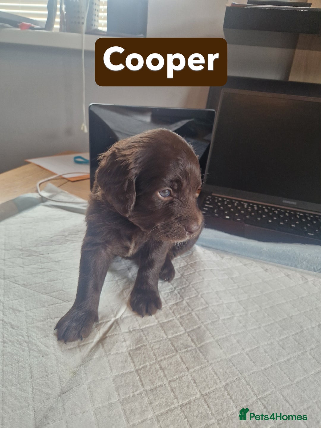 Labradoodle dogs for sale: Chocolate Merle Labradoodle+Australian Labradoodle - Image 14