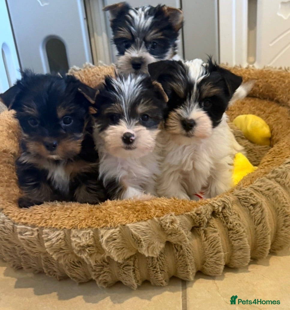 Yorkshire Terrier dogs Miniature Yorkshire Terrier Puppies (RARE BIEWER) - Advert 11