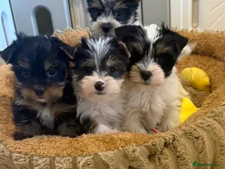 Yorkshire Terrier dogs Miniature Yorkshire Terrier Puppies (RARE BIEWER) - Advert 11