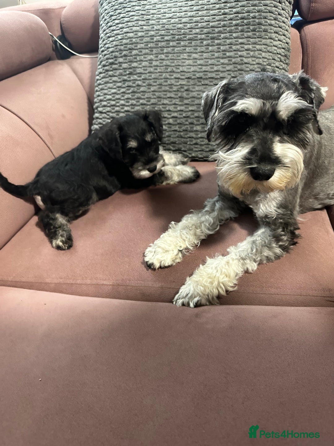 Miniature Schnauzer dogs for sale: Miniature Schnauzers - Advert 5