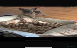 French Bulldog dogs for sale: French bulldog pups  - Image 3