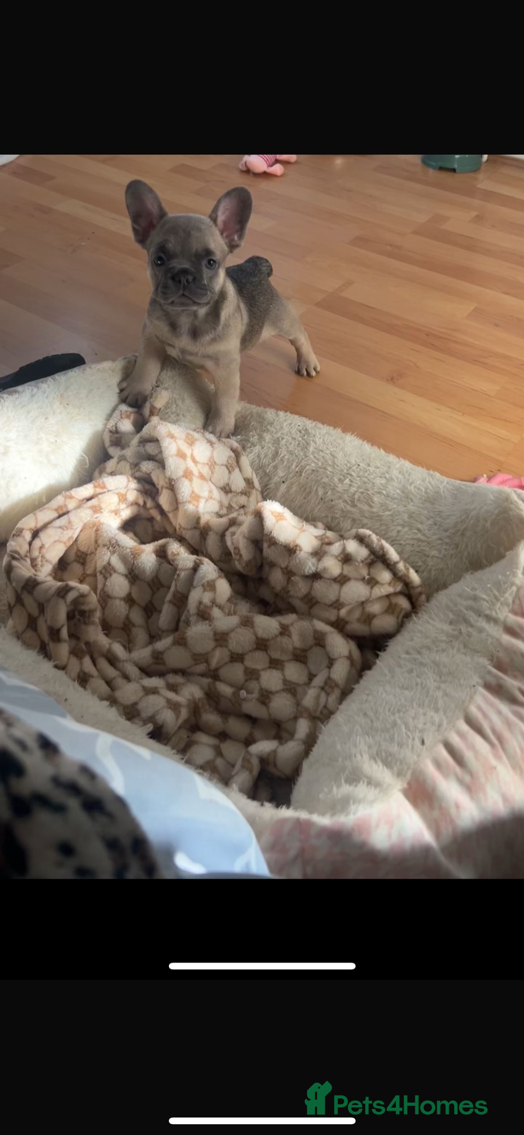 French Bulldog dogs for sale: French bulldog pups  - Image 3