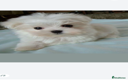 Maltese dogs for sale: Maltese - Image 10