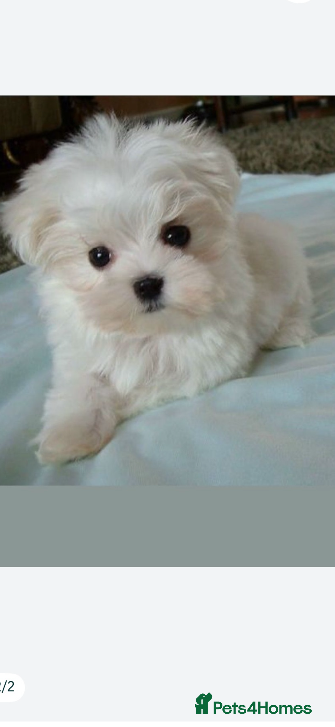 Maltese dogs for sale: Maltese - Image 10