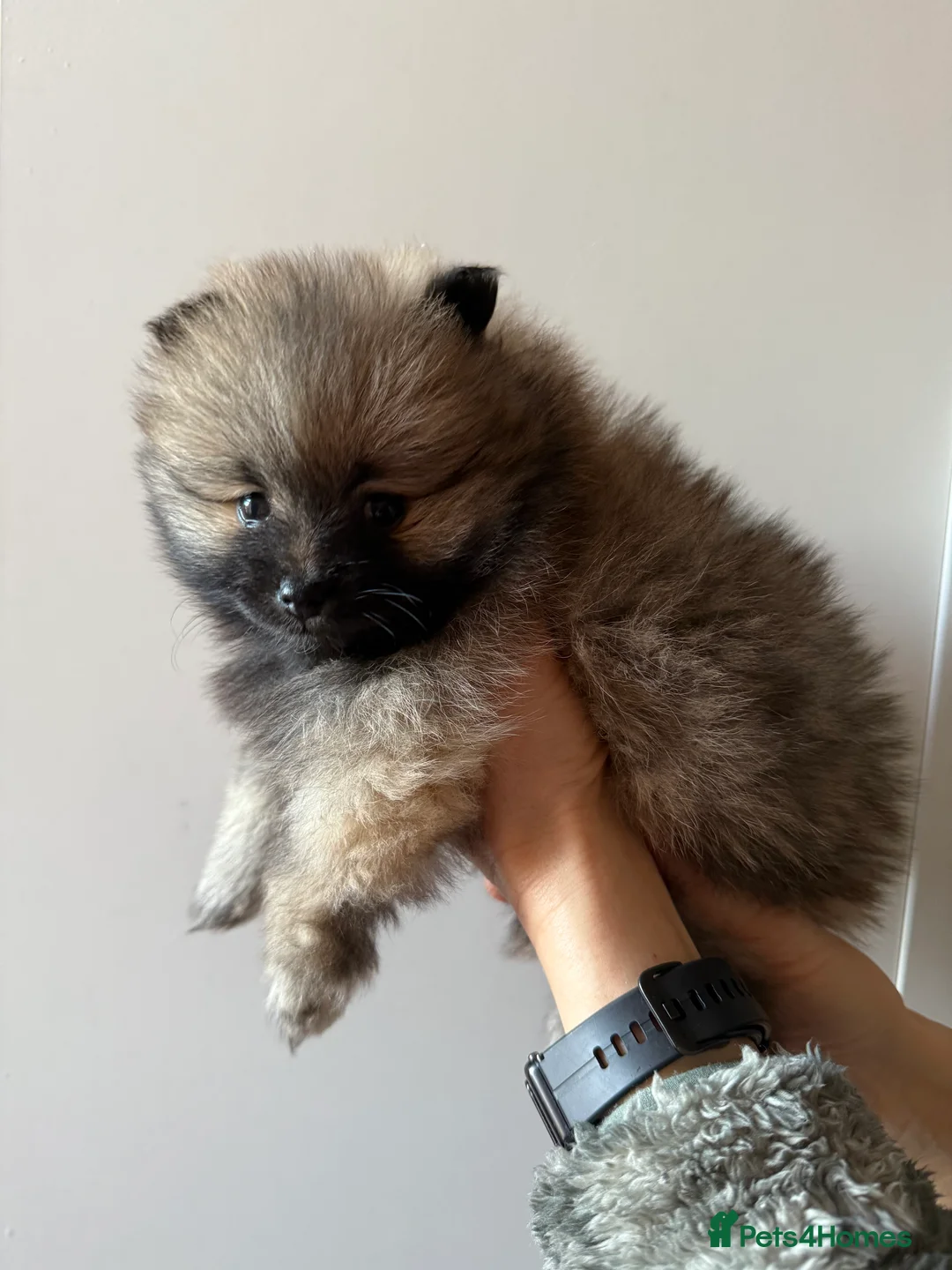 Pomeranian dogs for sale: Two Poms looking for forever home - Advert 13