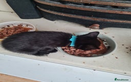 Mixed Breed cats for sale: 3 girls 2 boys kittens ready now  - Image 4
