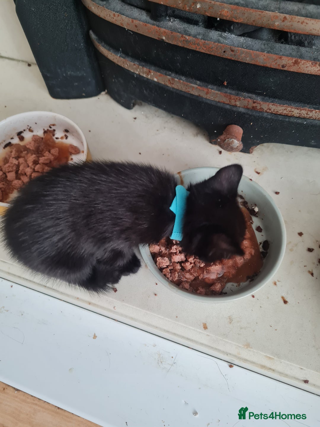 Mixed Breed cats for sale: 3 girls 2 boys kittens ready now  - Image 4