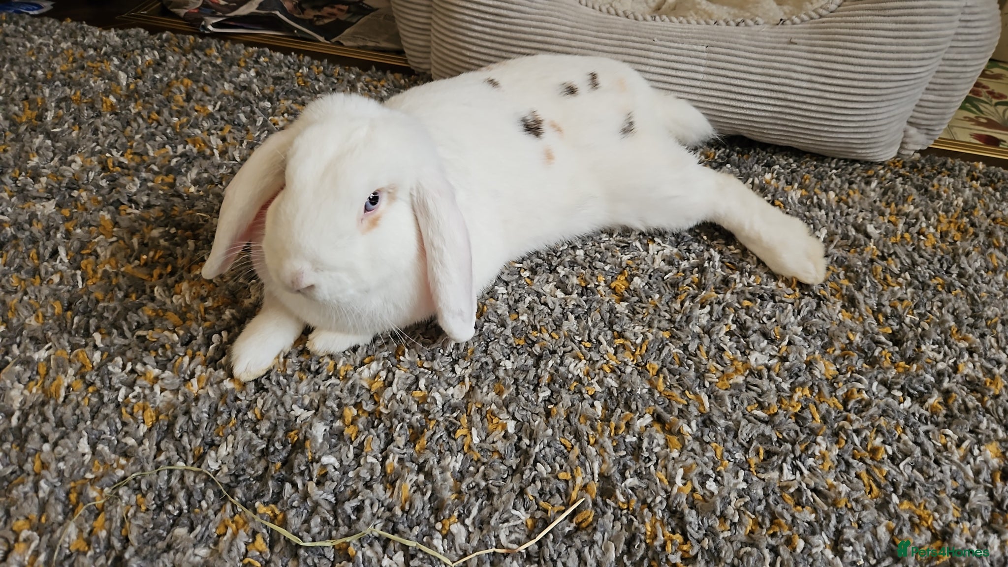Mixed Breed rabbits Mixed breed lop - Advert 2