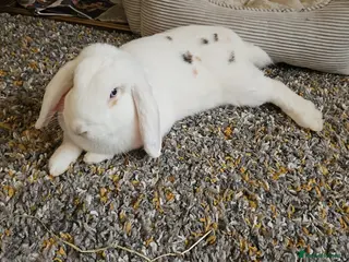 Mixed Breed rabbits Mixed breed lop - Advert 13