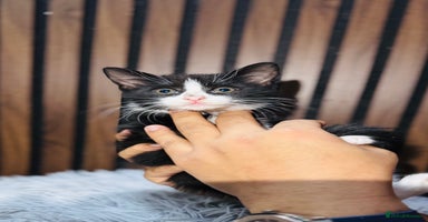 Mixed Breed cats - Advert 13