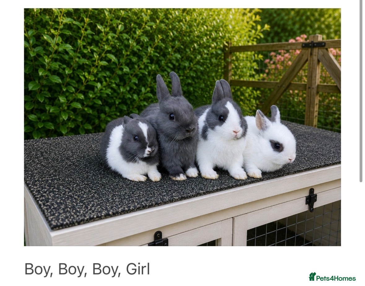 Netherland Dwarf rabbits ❤️ Beautiful Pure Netherland Dwarf Baby Bunnies ❤️ - Advert 2