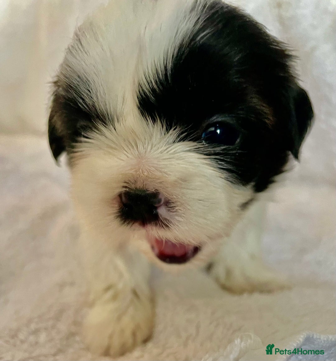 Shih Tzu dogs for sale: Adorable Imperial Shih Tzu Puppies - Advert 16